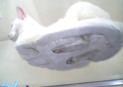ずっと消したくない大事な画像