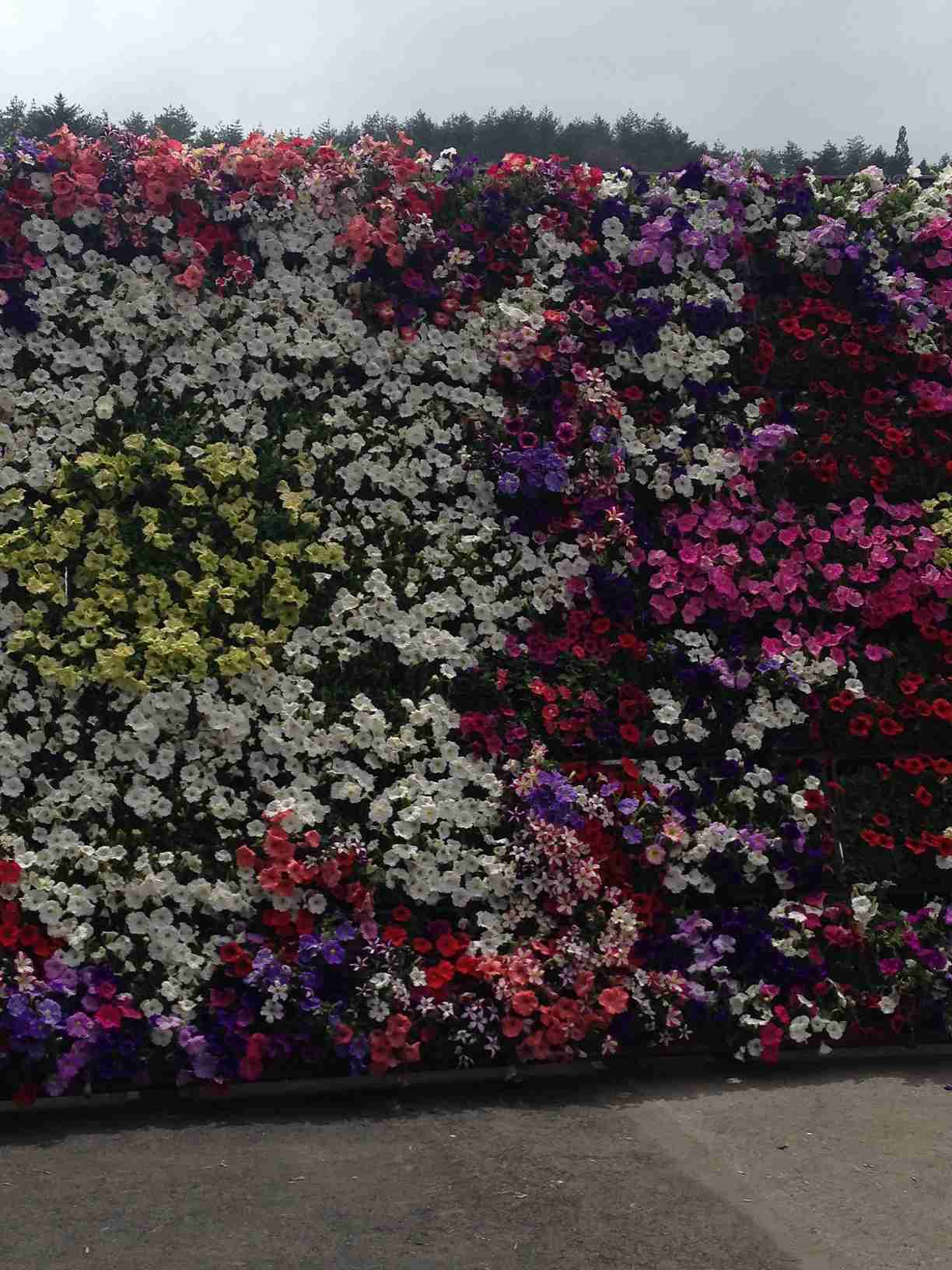 ずっと消したくない大事な画像