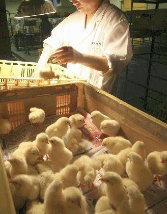 【ガルちゃん民調査】いなさそうな職業