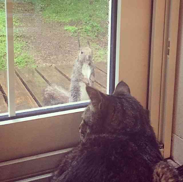 不安そうな動物の顔を貼るトピ