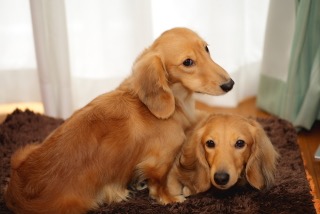 不安そうな動物の顔を貼るトピ