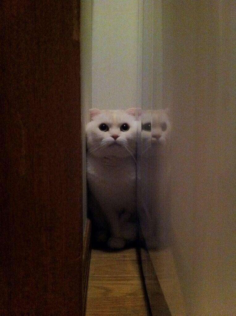 不安そうな動物の顔を貼るトピ