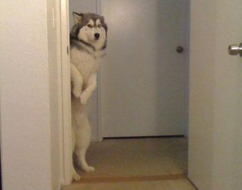 不安そうな動物の顔を貼るトピ