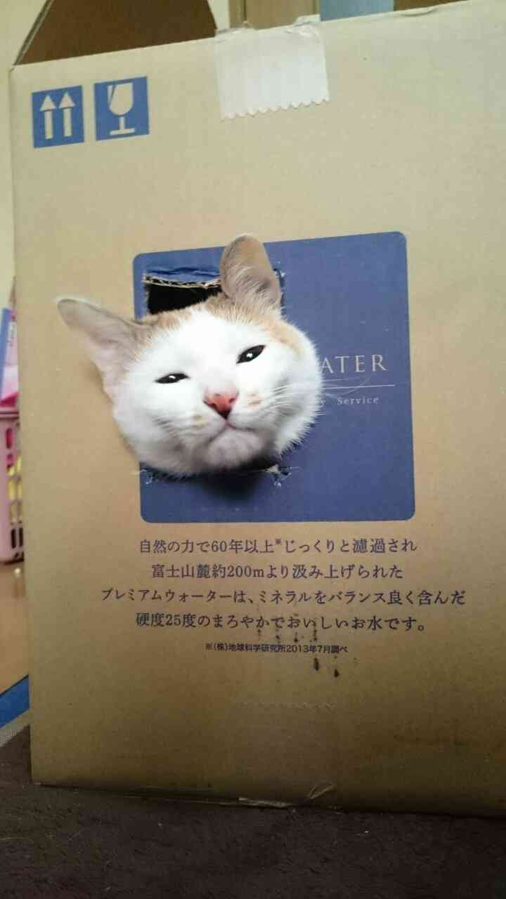 不安そうな動物の顔を貼るトピ
