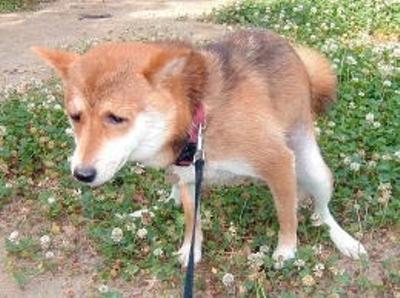 不安そうな動物の顔を貼るトピ