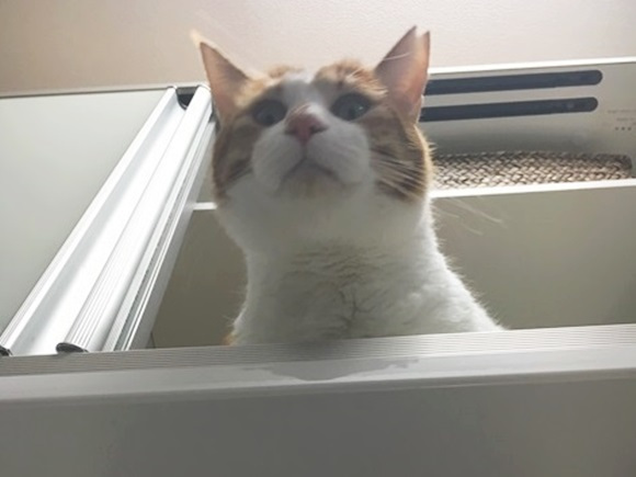 不安そうな動物の顔を貼るトピ