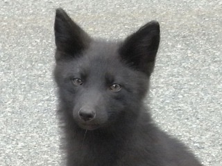 【画像】めずらしい色・模様の動物画像を集めましょう