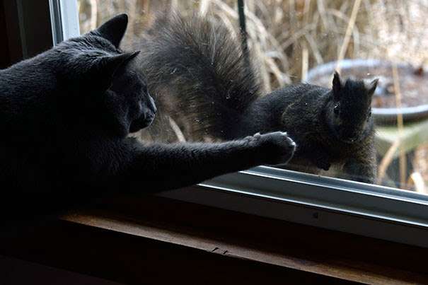 【画像】めずらしい色・模様の動物画像を集めましょう