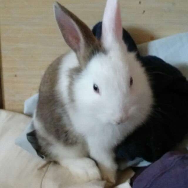 【画像】めずらしい色・模様の動物画像を集めましょう