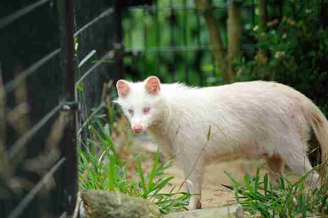 【画像】めずらしい色・模様の動物画像を集めましょう