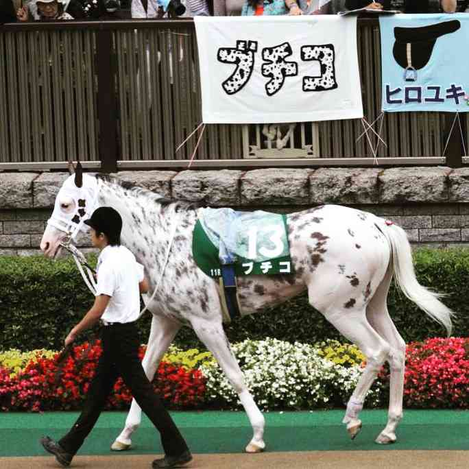 【画像】めずらしい色・模様の動物画像を集めましょう