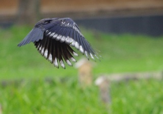 【画像】めずらしい色・模様の動物画像を集めましょう