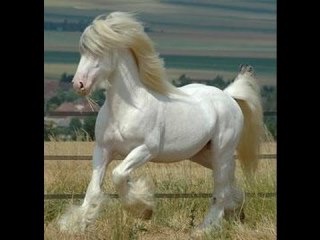 【画像】めずらしい色・模様の動物画像を集めましょう
