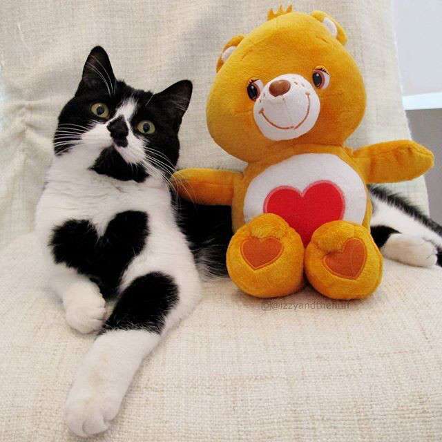 【画像】めずらしい色・模様の動物画像を集めましょう