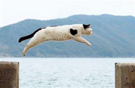 【画像】めずらしい色・模様の動物画像を集めましょう