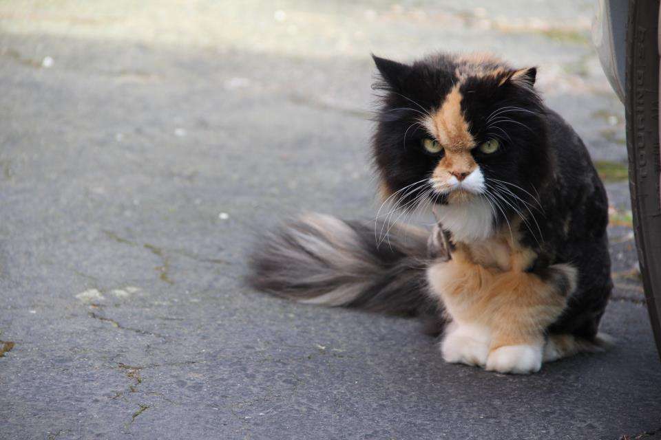 【画像】めずらしい色・模様の動物画像を集めましょう