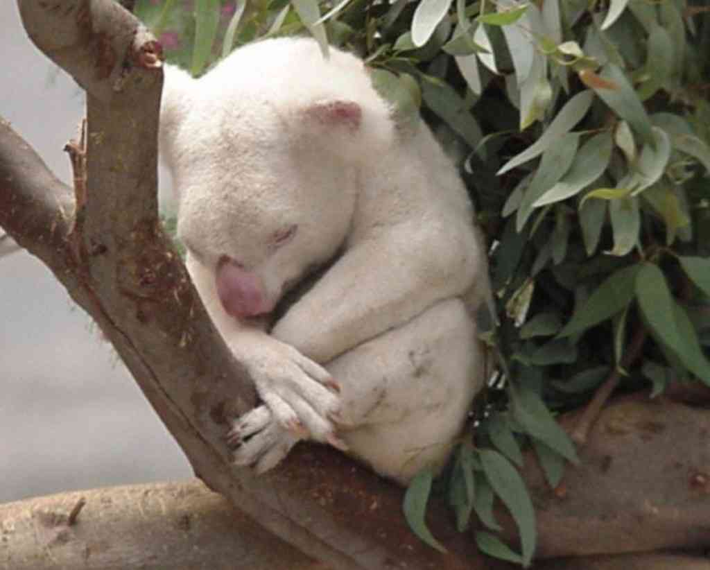 【画像】めずらしい色・模様の動物画像を集めましょう