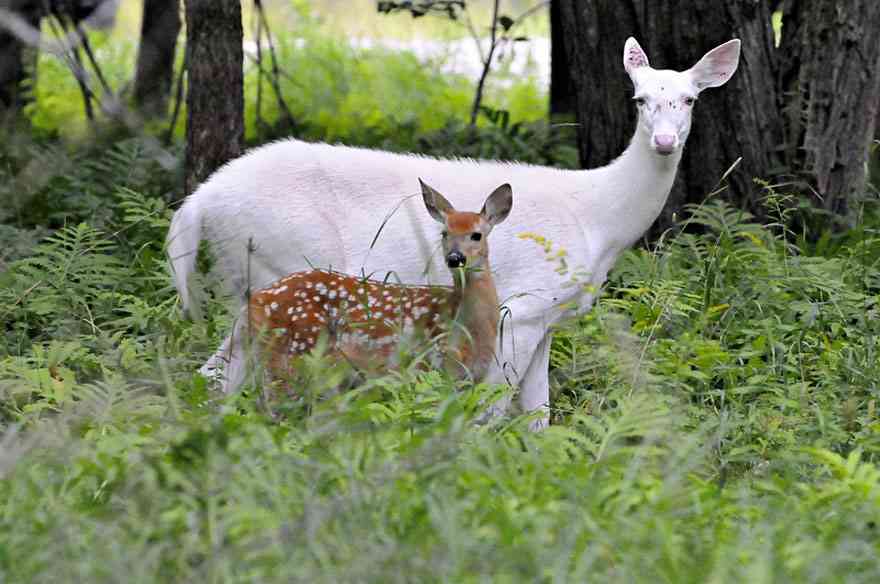 【画像】めずらしい色・模様の動物画像を集めましょう