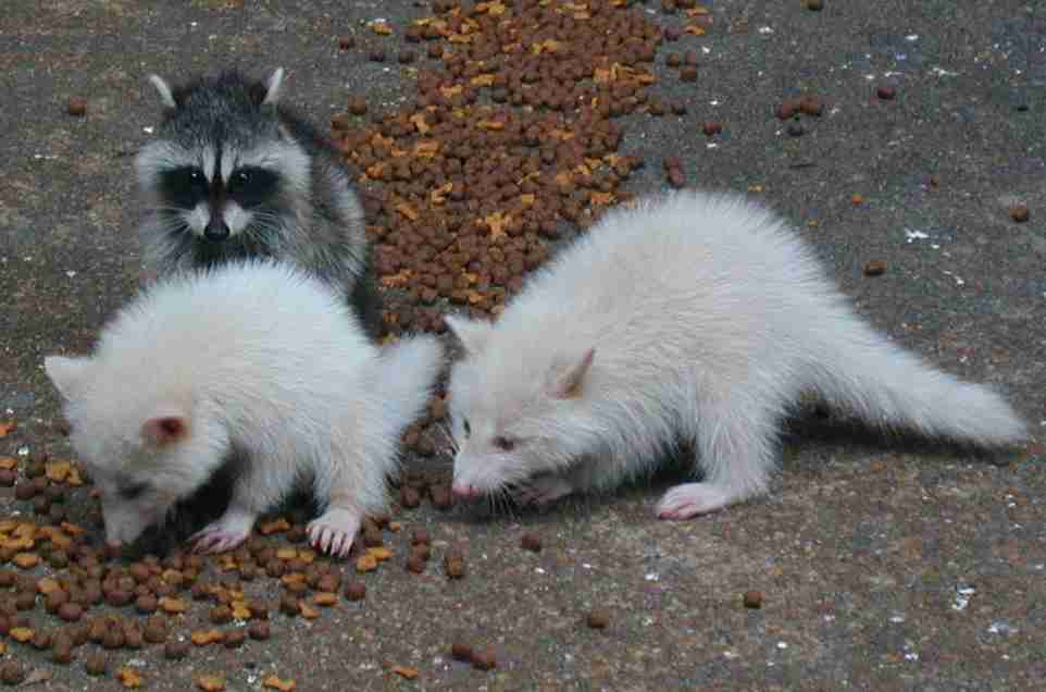 【画像】めずらしい色・模様の動物画像を集めましょう