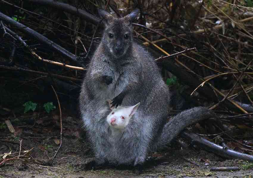 【画像】めずらしい色・模様の動物画像を集めましょう
