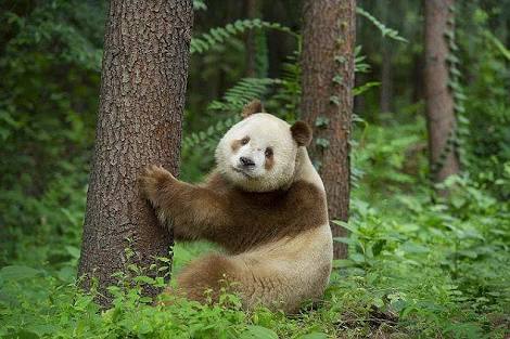 【画像】めずらしい色・模様の動物画像を集めましょう