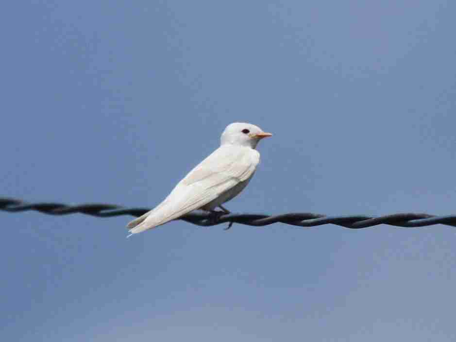 【画像】めずらしい色・模様の動物画像を集めましょう