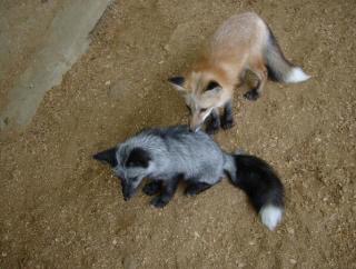 【画像】めずらしい色・模様の動物画像を集めましょう
