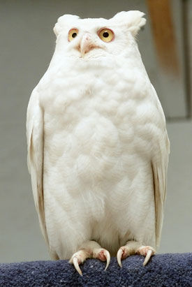 【画像】めずらしい色・模様の動物画像を集めましょう