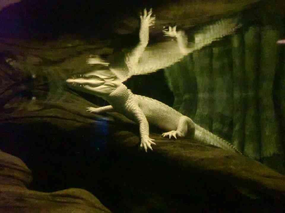 【画像】めずらしい色・模様の動物画像を集めましょう
