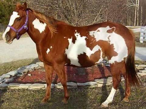 【画像】めずらしい色・模様の動物画像を集めましょう