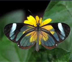 【画像】めずらしい色・模様の動物画像を集めましょう