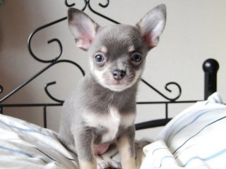 【画像】めずらしい色・模様の動物画像を集めましょう