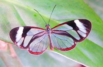 【画像】めずらしい色・模様の動物画像を集めましょう