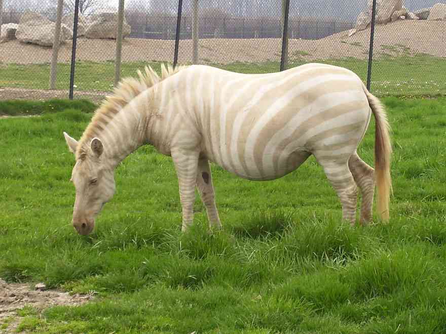 【画像】めずらしい色・模様の動物画像を集めましょう