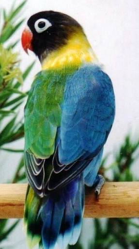 【画像】めずらしい色・模様の動物画像を集めましょう
