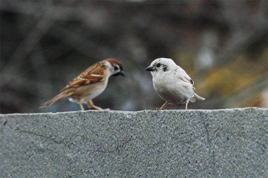 【画像】めずらしい色・模様の動物画像を集めましょう
