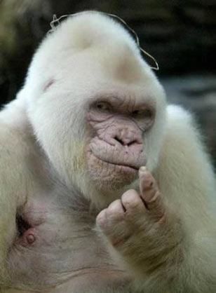 【画像】めずらしい色・模様の動物画像を集めましょう
