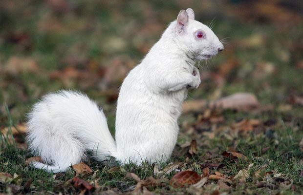 【画像】めずらしい色・模様の動物画像を集めましょう