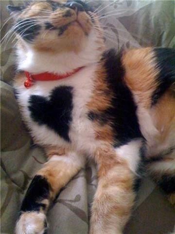 【画像】めずらしい色・模様の動物画像を集めましょう