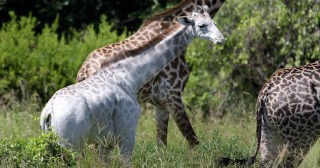 【画像】めずらしい色・模様の動物画像を集めましょう