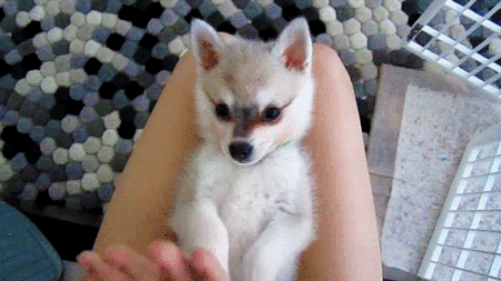 【画像】めずらしい色・模様の動物画像を集めましょう