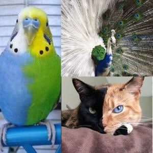 【画像】めずらしい色・模様の動物画像を集めましょう