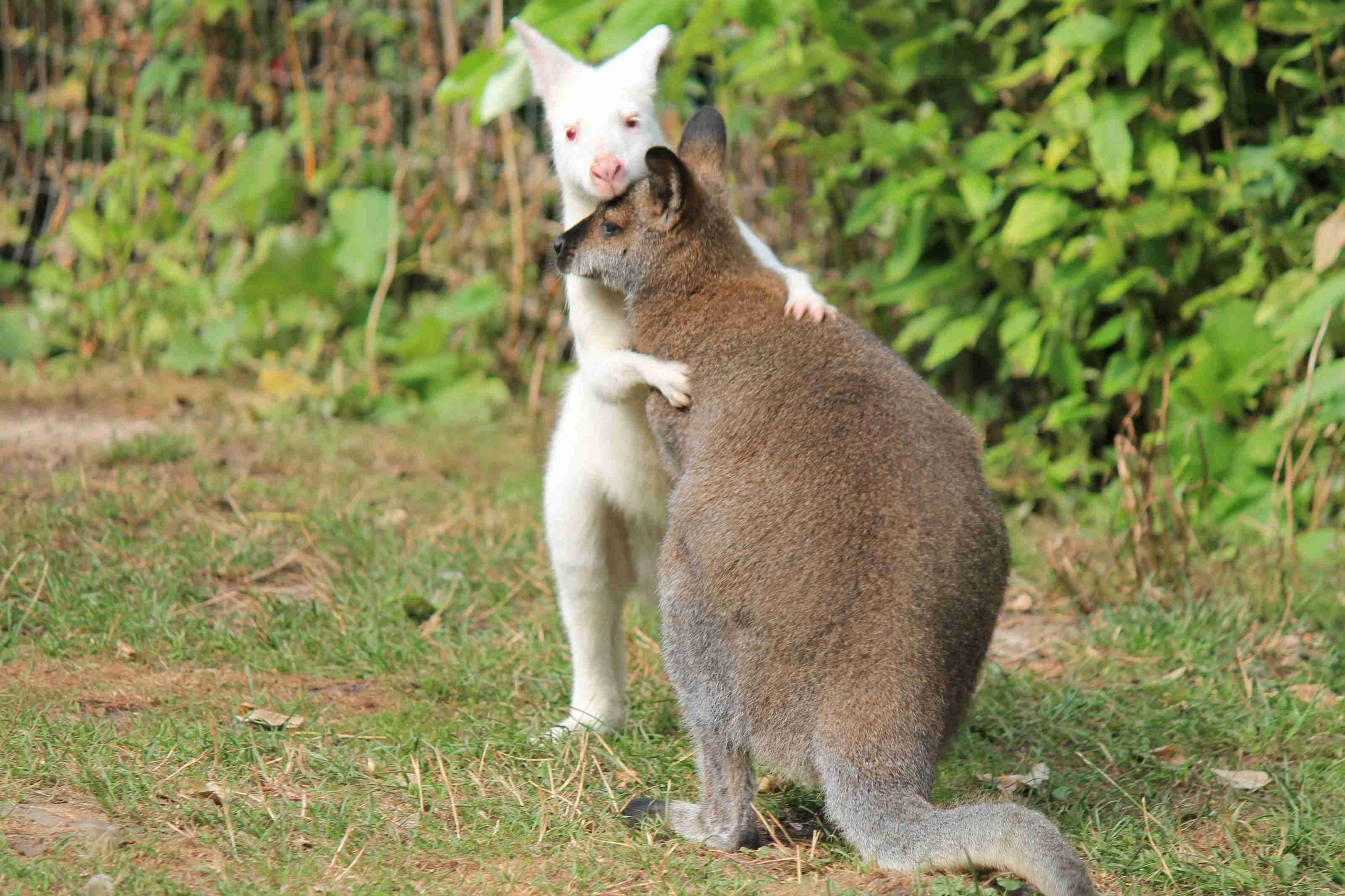 【画像】めずらしい色・模様の動物画像を集めましょう
