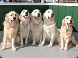 【画像】めずらしい色・模様の動物画像を集めましょう