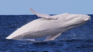 【画像】めずらしい色・模様の動物画像を集めましょう