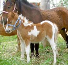 【画像】めずらしい色・模様の動物画像を集めましょう
