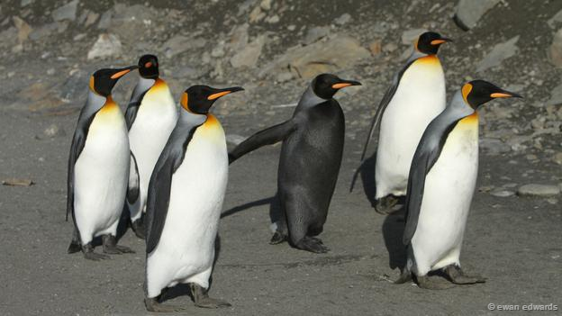 【画像】めずらしい色・模様の動物画像を集めましょう
