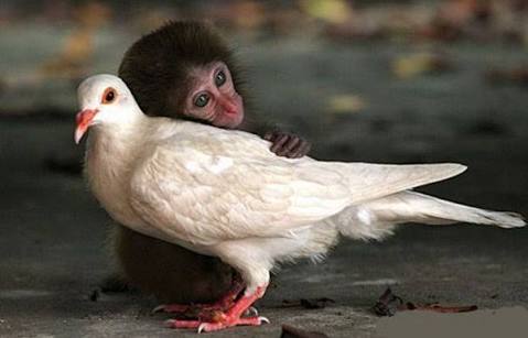 【画像】めずらしい色・模様の動物画像を集めましょう