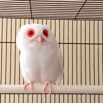 【画像】めずらしい色・模様の動物画像を集めましょう