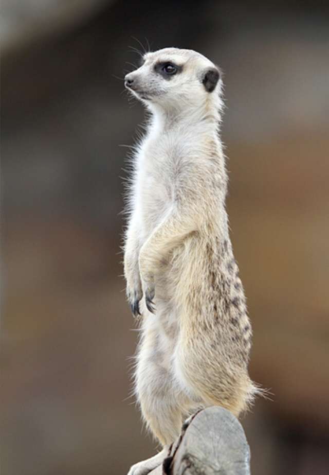 ペットにしたいのは？